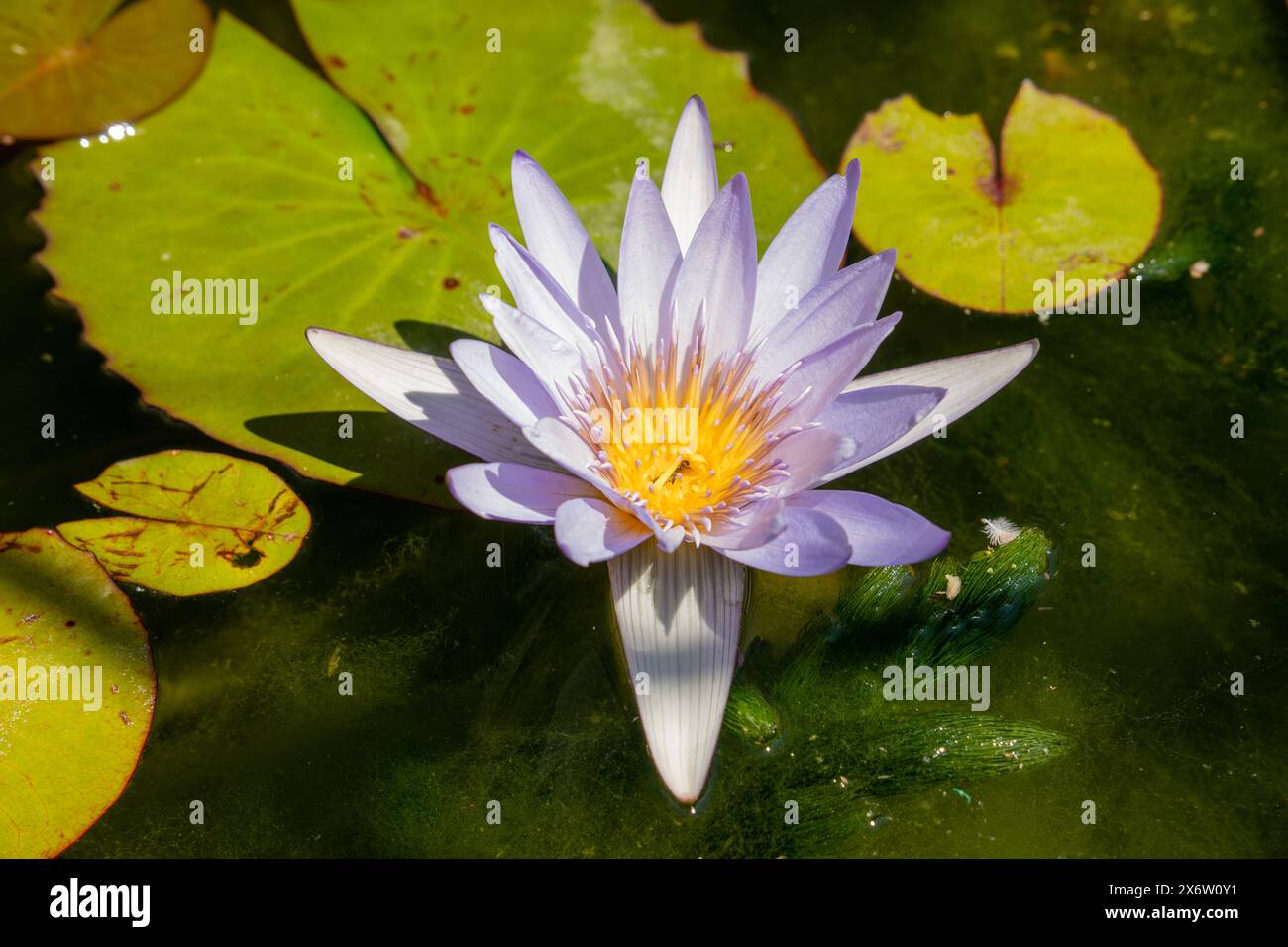 Belle fleur de lotus violette (eau de lis) avec des feuilles vertes dans l'étang fleurs de lotus bleues fleurissant dans l'eau magique, reflet de fleur dans l'eau. Banque D'Images