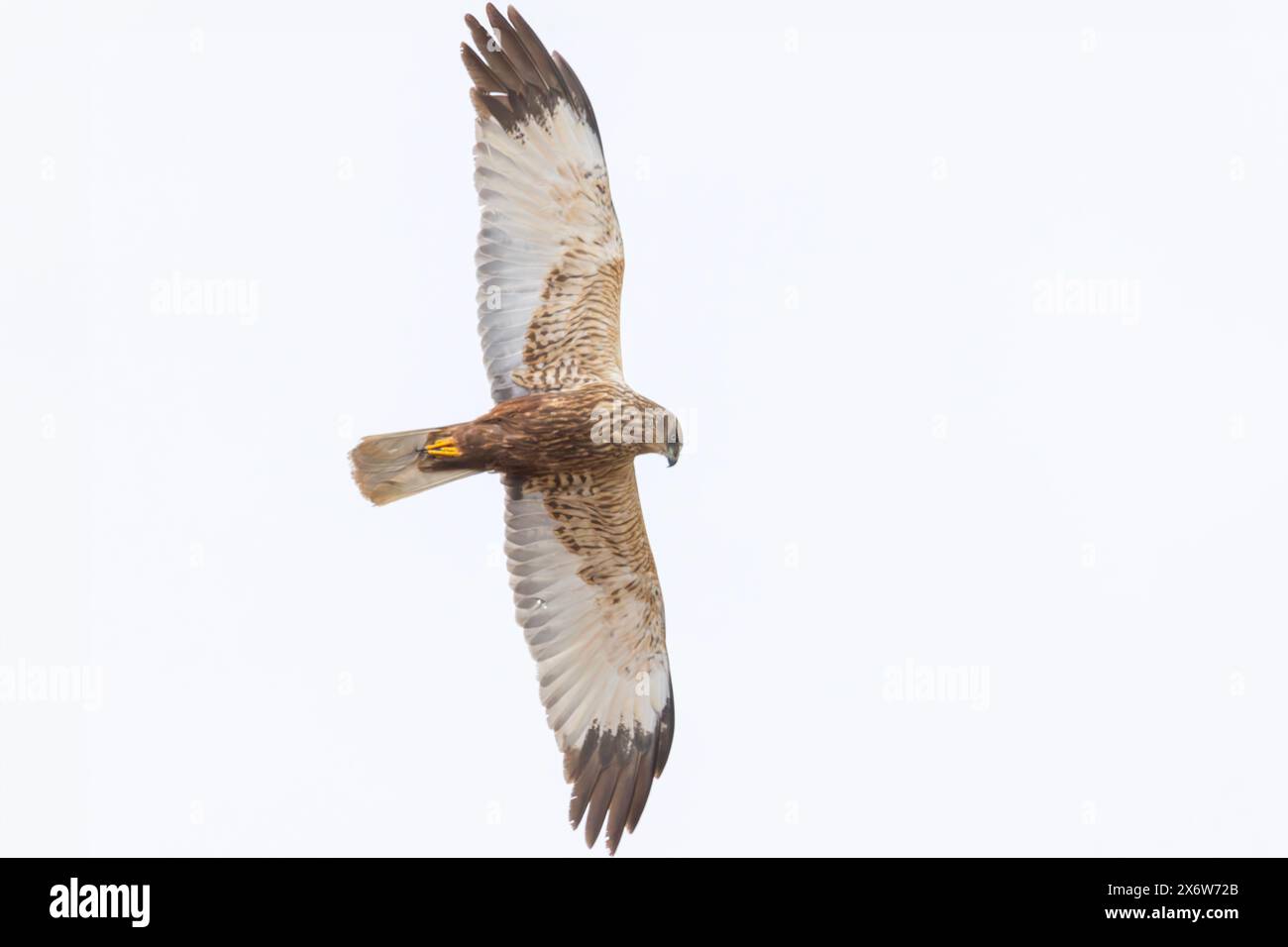 Un marais occidental harrier en Finlande Banque D'Images
