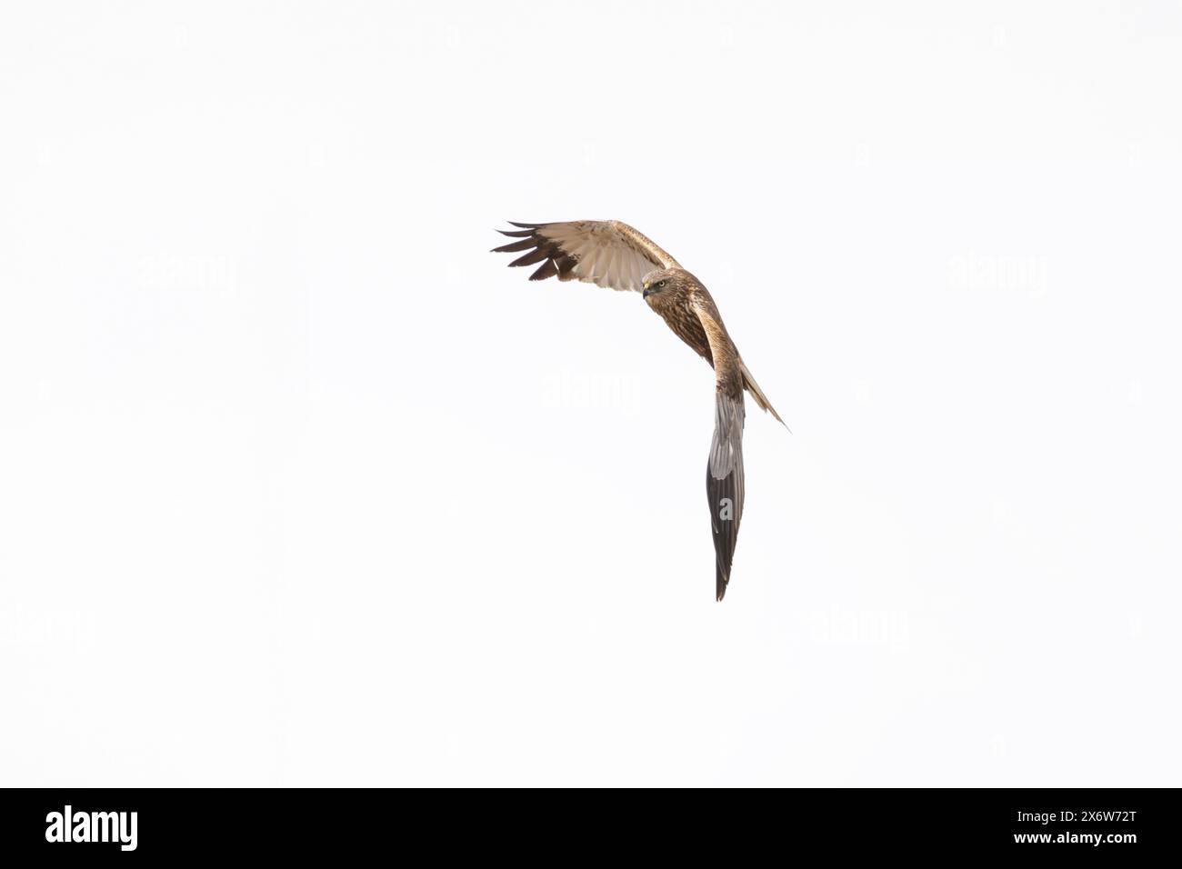 Un marais occidental harrier en Finlande Banque D'Images