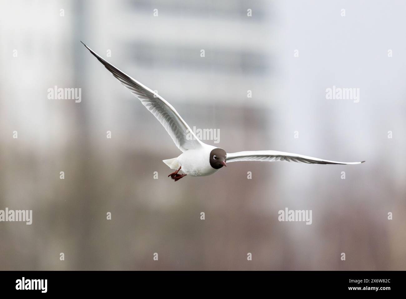 Un mouette à tête noire volant Banque D'Images