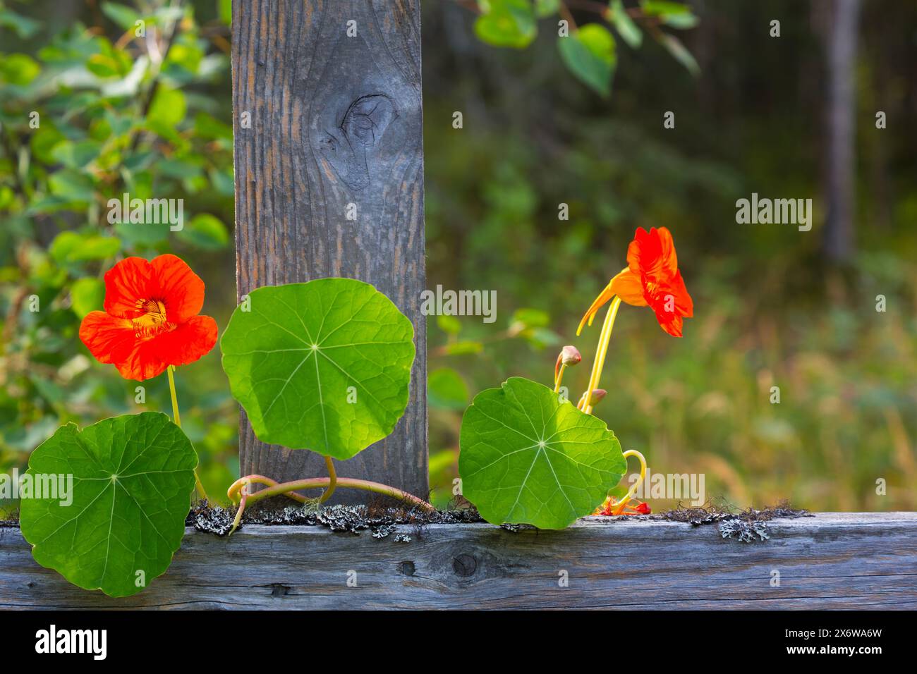 Le nasturtium orange vif grimpe avec désinvolture et fleurit brillamment sur une clôture rustique en bois gris à la fin de l'été en Alaska Banque D'Images