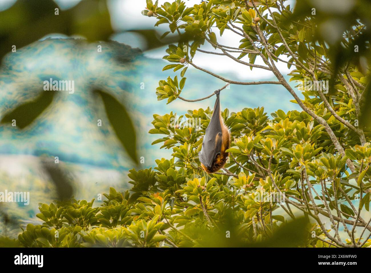 Chauve-souris aux fruits endormis dans la réserve forestière d'ébène de Maurice Banque D'Images