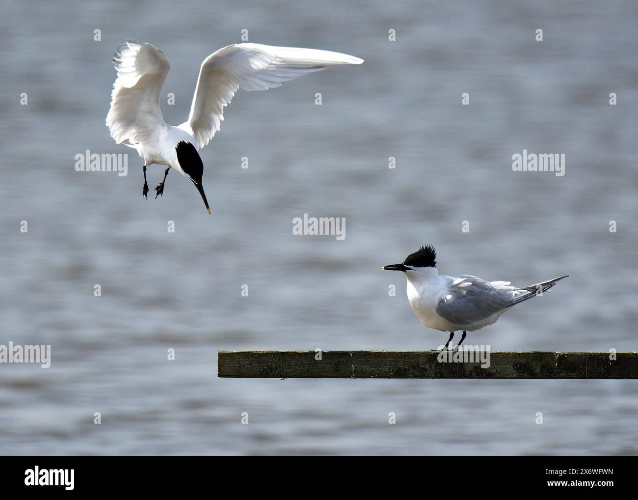 Deux sternes Sandwich, l'une en vol arrivant à terre, l'autre sur planche, à la RSPB Minsmere, Suffolk Banque D'Images