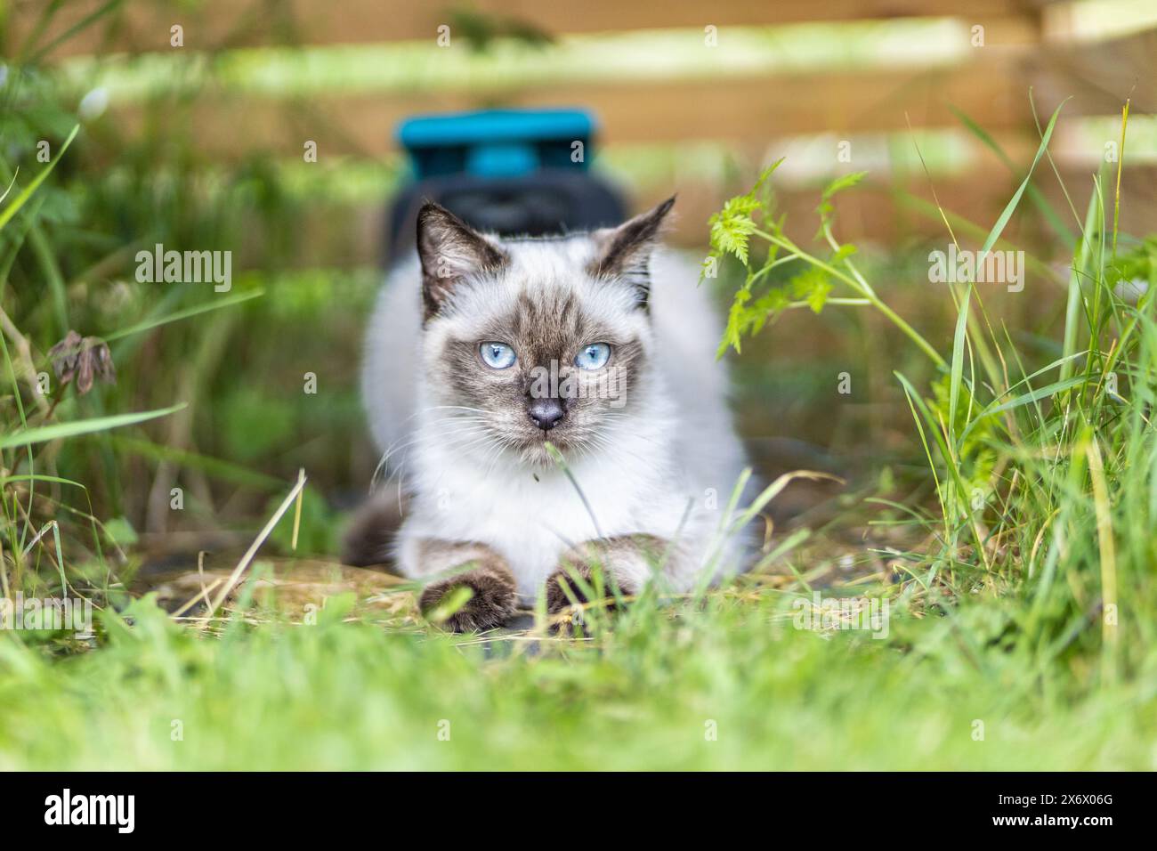 Jeune chat siamois se réfugiant dans un hangar Banque D'Images