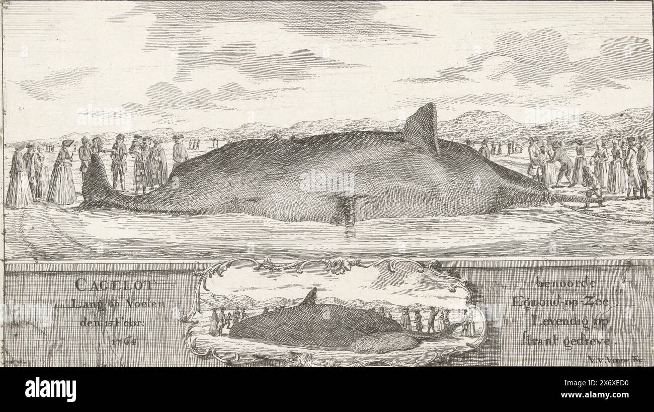 Cachalot échoué à Egmond aan Zee, 1764, Cagelot long 60 pieds le 15 février : 1764 au nord d'Egmond-op-Zee animé conduit sur la plage (titre sur l'objet), Un cachalot a échoué à Egmond aan Zee le 15 février 1764. De chaque côté des groupes animaux de spectateurs. En bas un cartouche avec une représentation plus petite de l'animal vu de l'arrière., impression, imprimeur : Vincent Jansz. Van der Vinne, (mentionné sur l'objet), pays-Bas du Nord, 1764, papier, gravure, gravure, hauteur, 136 mm × largeur, 237 mm Banque D'Images