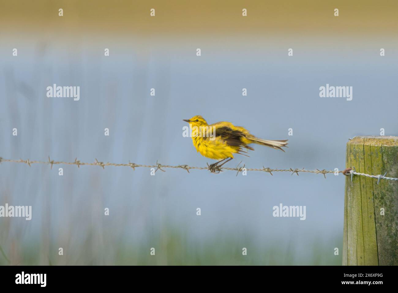 Yellow Wagtail, Norfolk, mai 2024 Banque D'Images