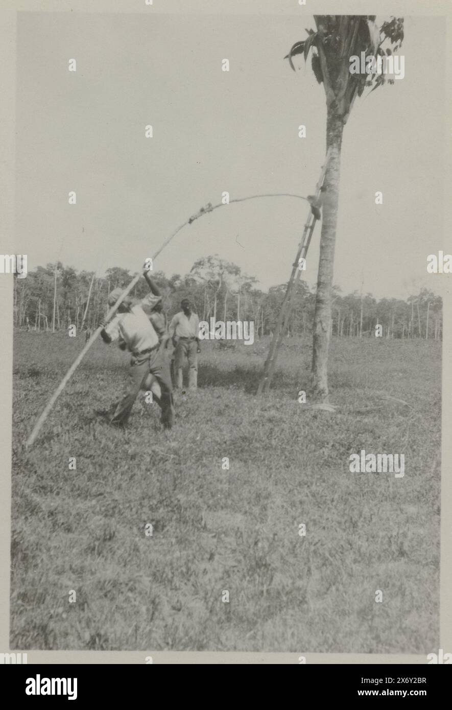 Ouvriers travaillant dans les champs, photographie, anonyme, Suriname, 1929-1930, support photographique, hauteur, 8,2 cm × largeur, 5,8 cm Banque D'Images