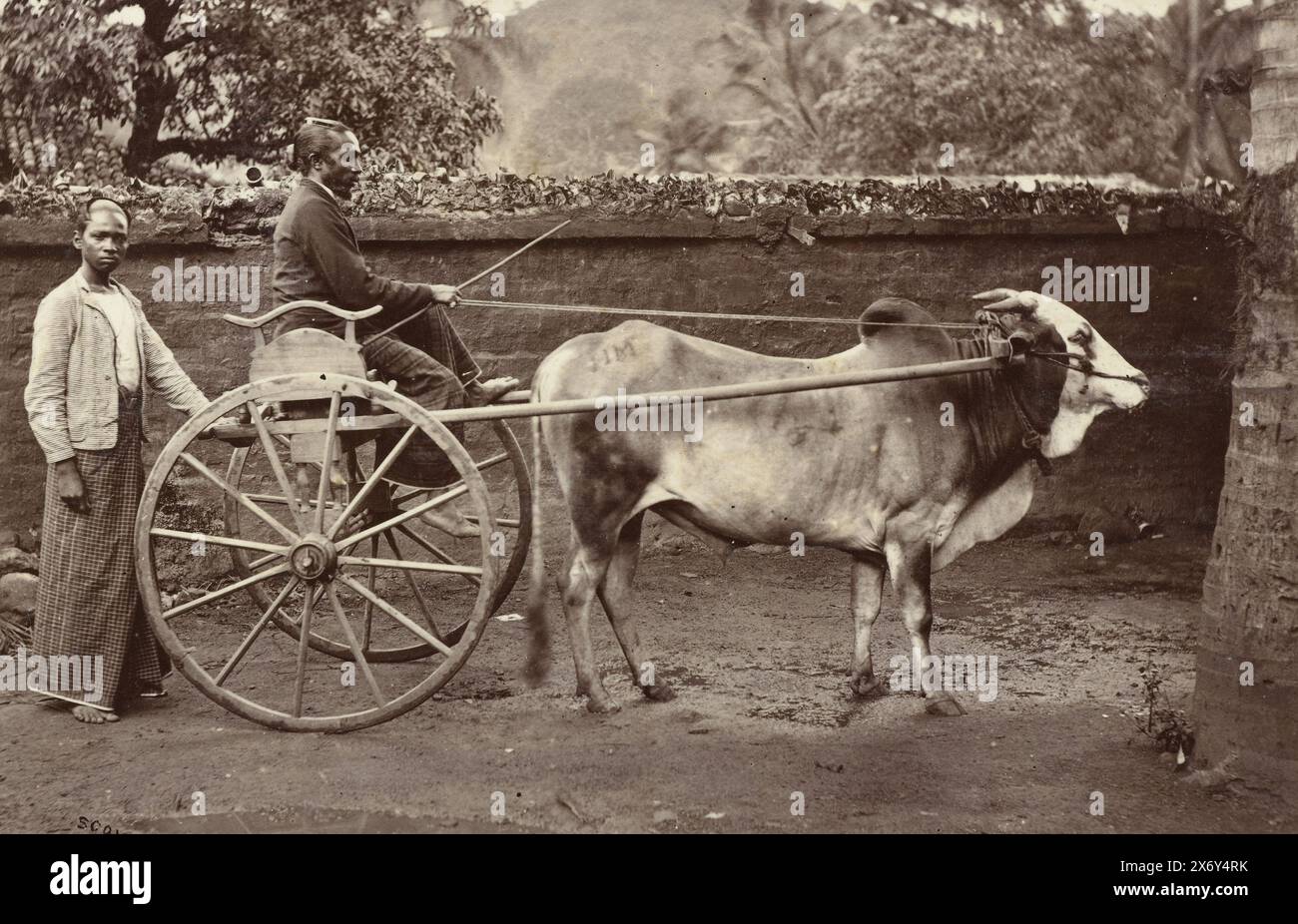 Chariot d'une personne tiré par une vache, un Uackern (?) (Titre sur objet), photographie, anonyme, (éventuellement), Charles T. Scowen, (mentionné sur l'objet), pays-Bas, Colombo, c. 1890 - c. 1910, papier, impression gélatineuse argentée, hauteur, 96 mm × largeur, 141 mm, hauteur, 570 mm × largeur, 463 mm Banque D'Images