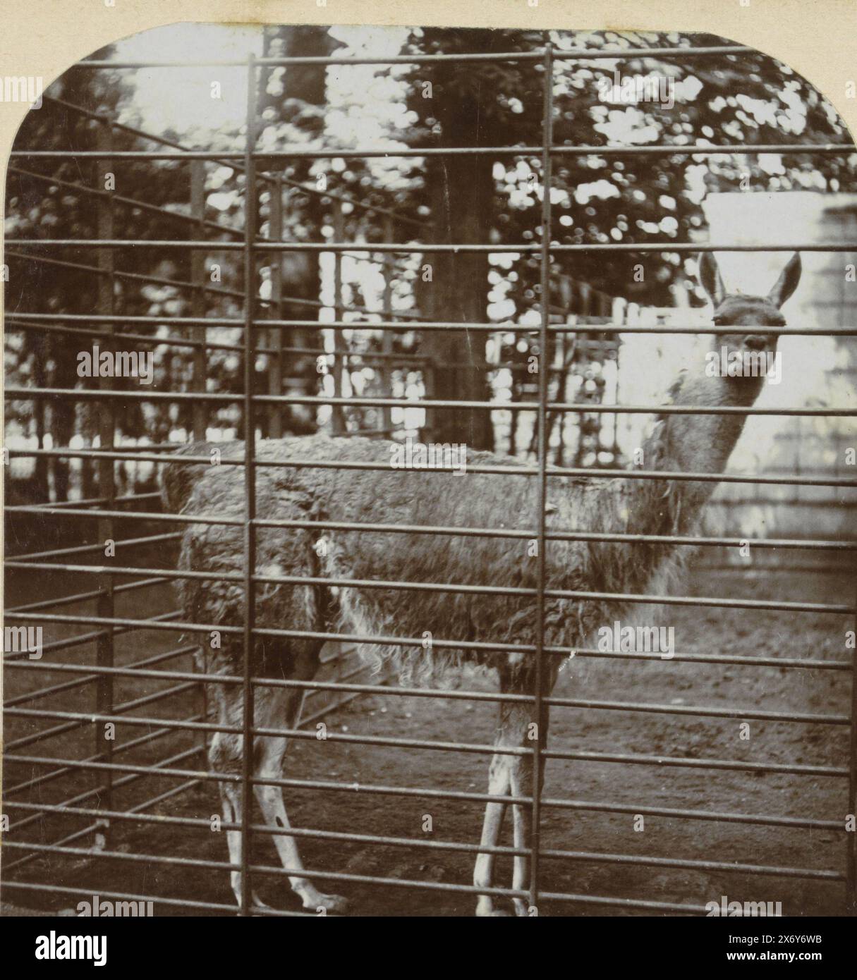 Lama au zoo (Artis?), pays-Bas, vues des pays-Bas. [Edition originale] (titre de la série sur objet), stéréographe, August Frederik Willem Vogt, éditeur : August Frederik Willem Vogt, (mentionné sur objet), pays-Bas, 1920 - 1940, papier, hauteur, 78 mm, largeur, 74 mm, hauteur, 78 mm, largeur, 74 mm, hauteur, 88 mm × largeur, 179 mm Banque D'Images