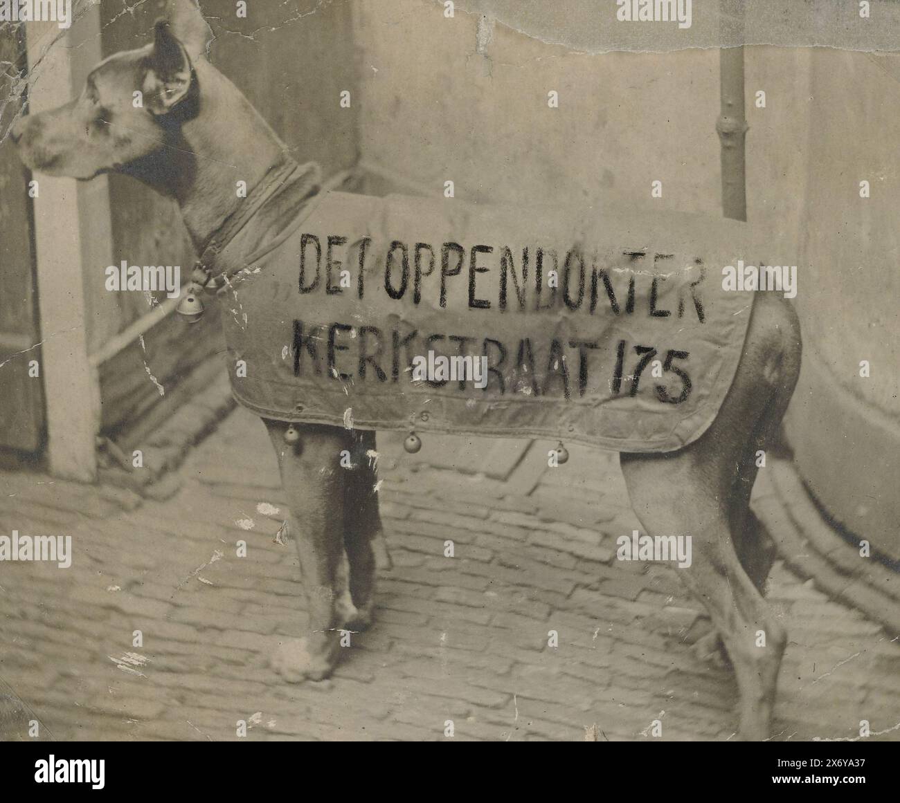 Chien avec texte publicitaire de Poppendokter, cette photo fait partie d'un album., photographie, anonyme, 1930 - 1940, support photographique, impression argentée gélatine, écriture (procédés), hauteur, 86 mm × largeur, 102 mm Banque D'Images