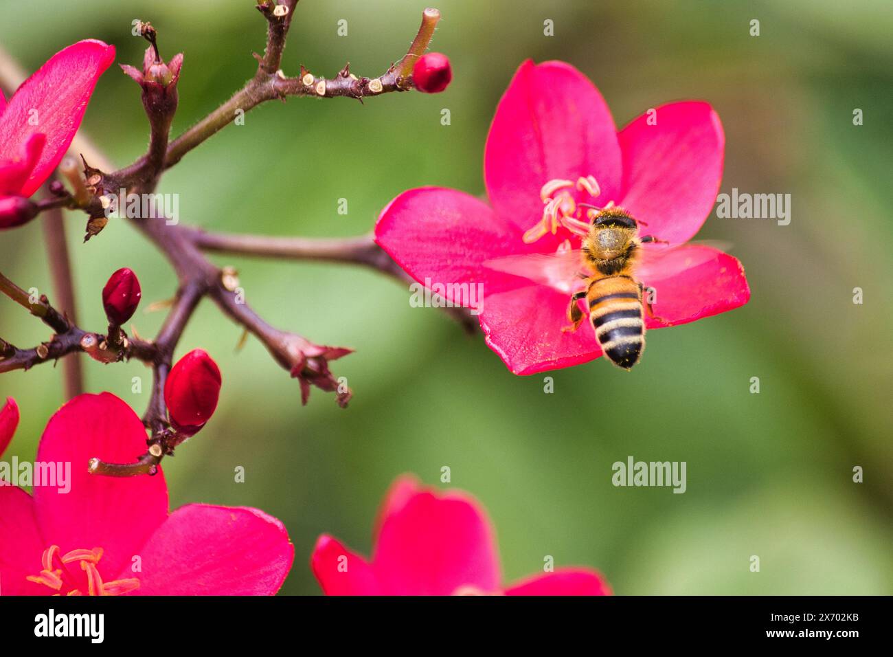 Abeille ouvrière occupée à collecter le pollen. Banque D'Images