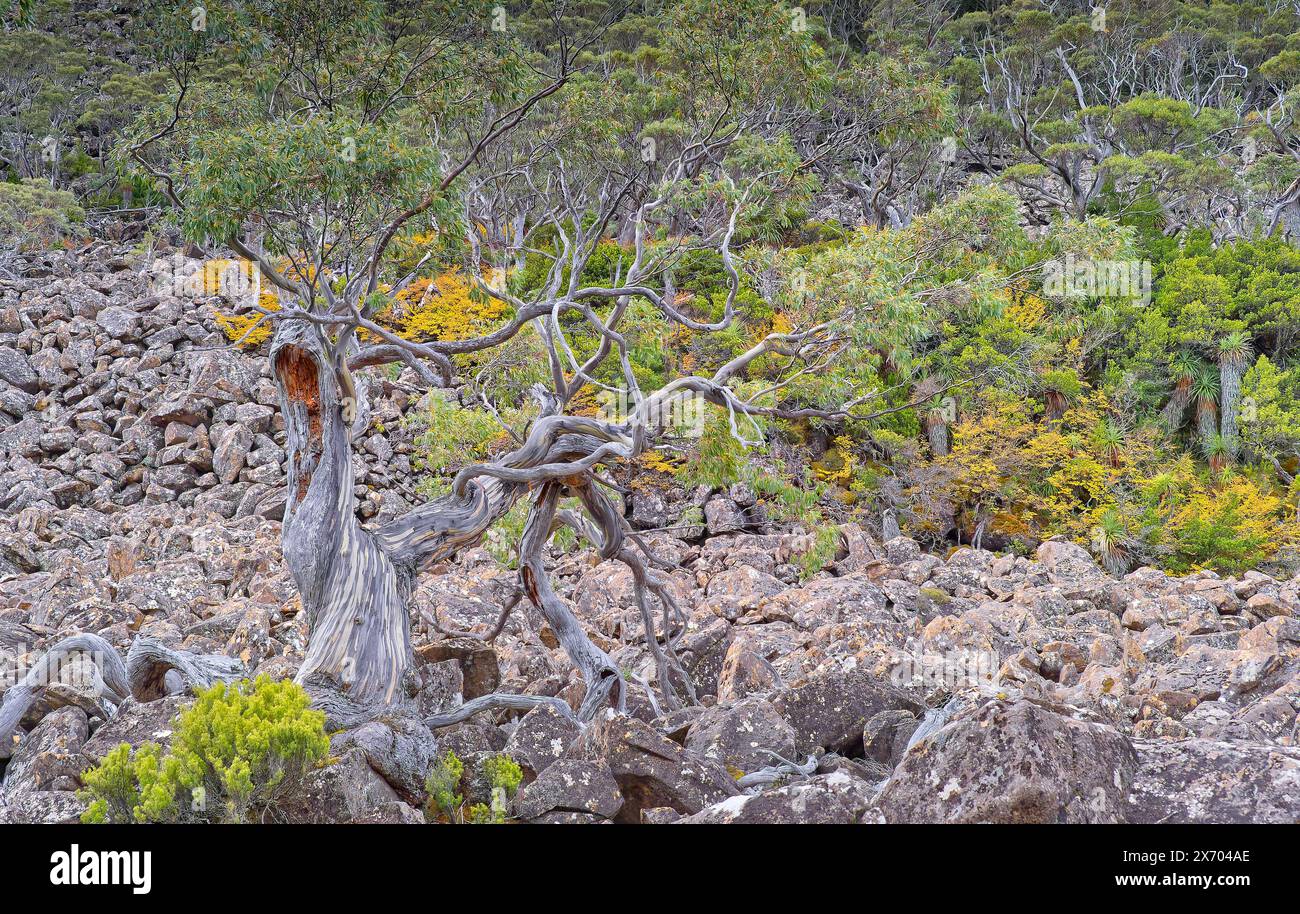 Nothofagus gunnii ou hêtre feuillus Fagus changeant de couleur en automne sentier de randonnée Mount Field East, parc national Mount Field, Tasmanie Banque D'Images