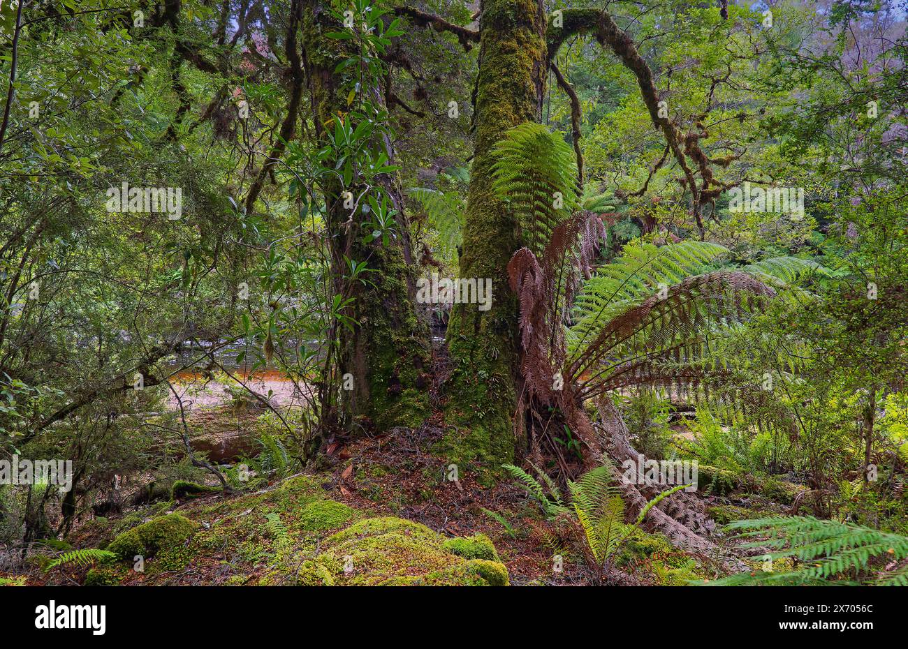 Troncs d'arbres moussues d'anciens hêtres géants à myrte dans la vallée des géants, Styx Tall Trees conservation Area, Hobart, Tasmanie, Australie Banque D'Images