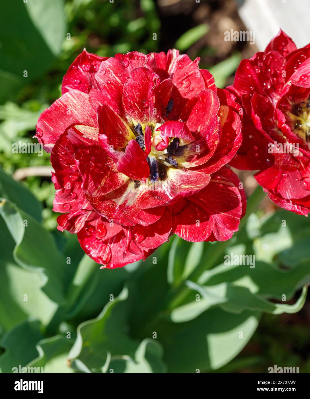'Nachtwacht, veille de nuit' double tulipe précoce, Tidig fylld tulpan (Tulipa gesneriana) Banque D'Images