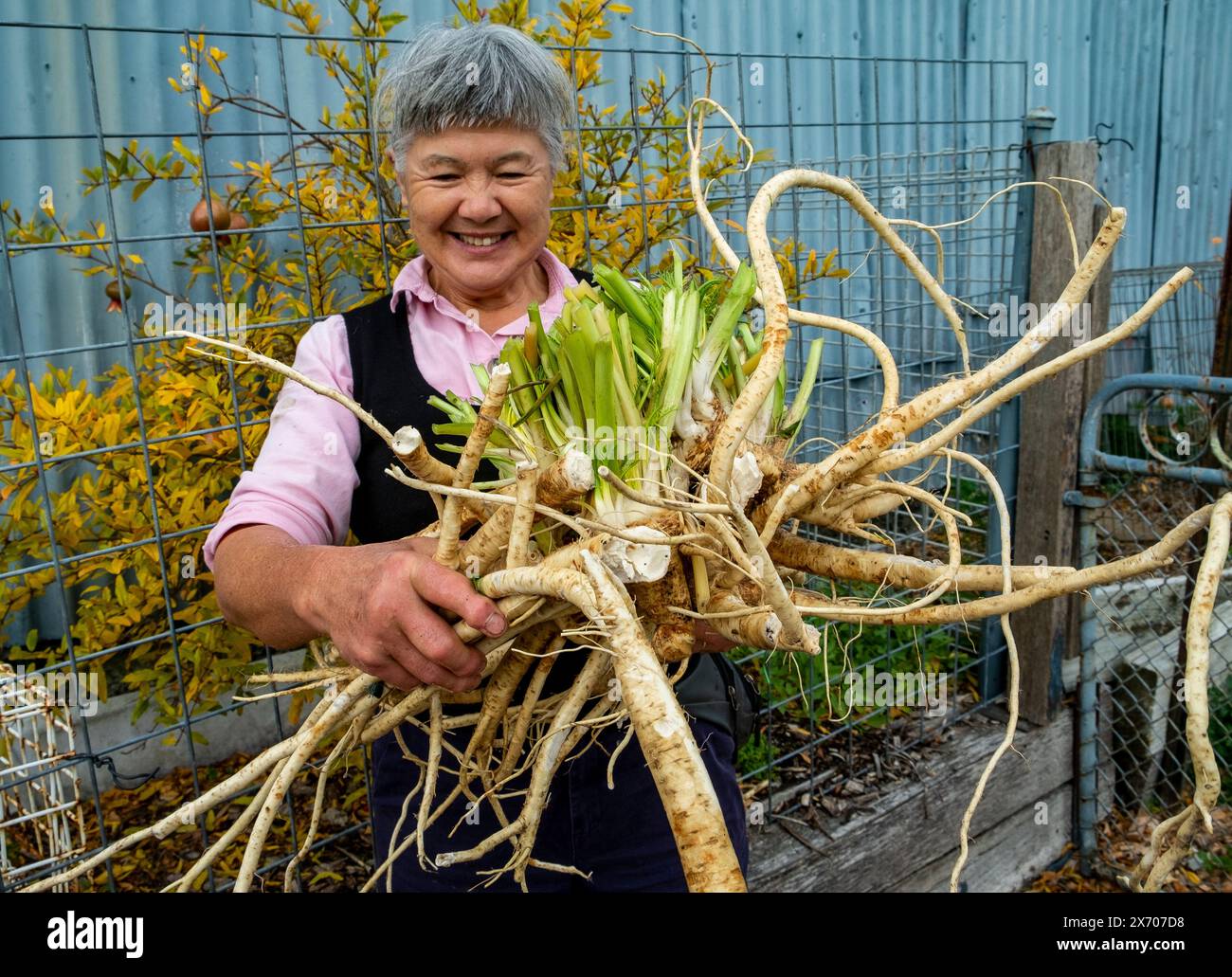 Jardinière tenant une grande racine de raifort récoltée dans son jardin Banque D'Images
