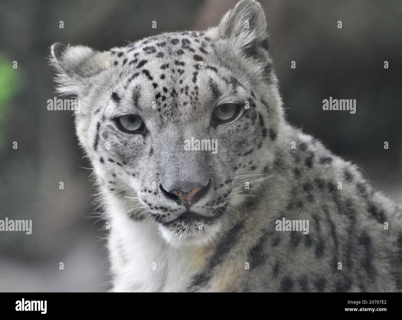 Le léopard des neiges (Panthera uncia), un chat originaire des montagnes d'Asie Banque D'Images