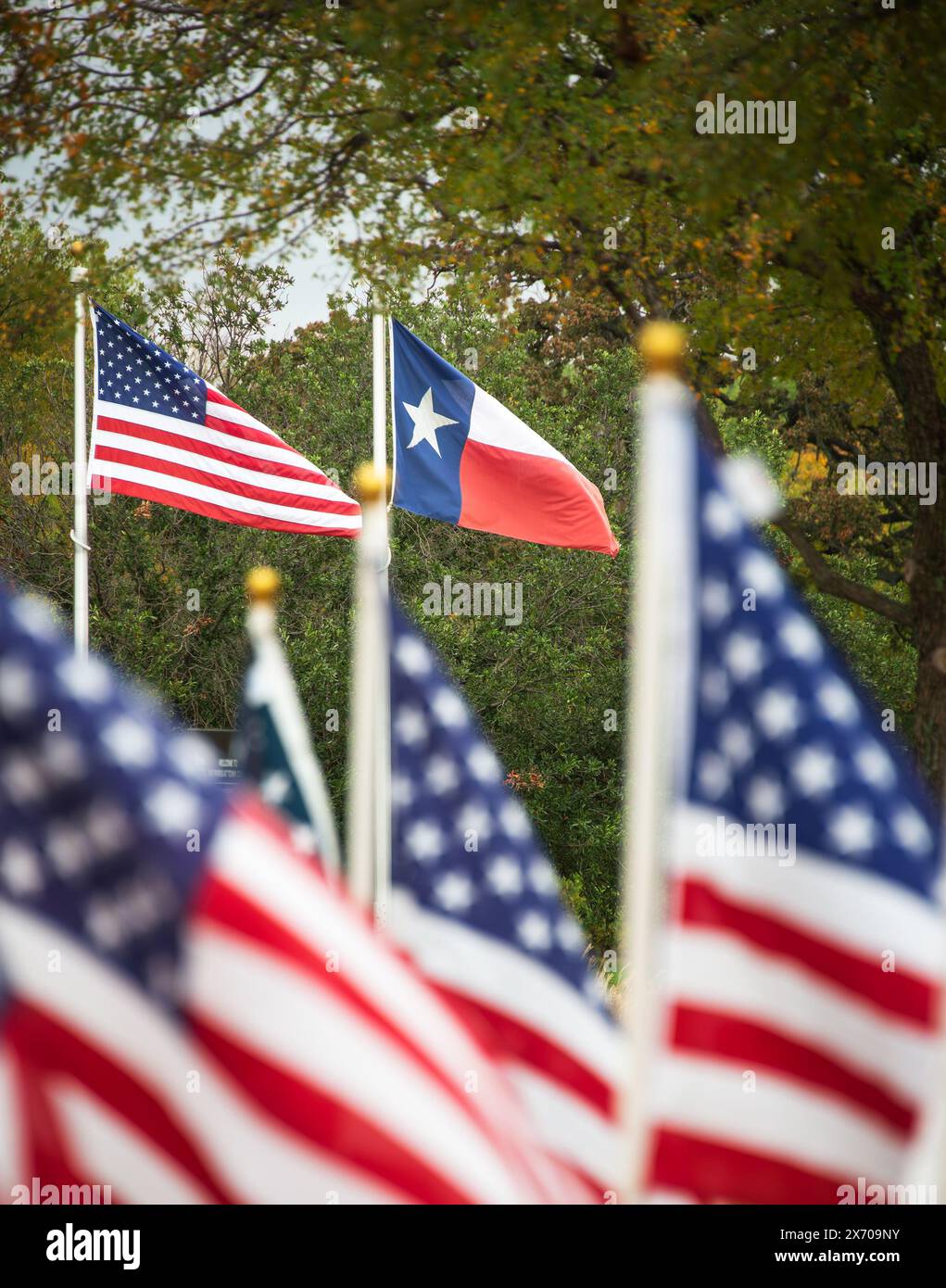 Le drapeau de l'État du Texas et le drapeau américain agitant dans le vent sur les mâts de drapeau. Drapeaux américains au premier plan et arbres en arrière-plan. Banque D'Images