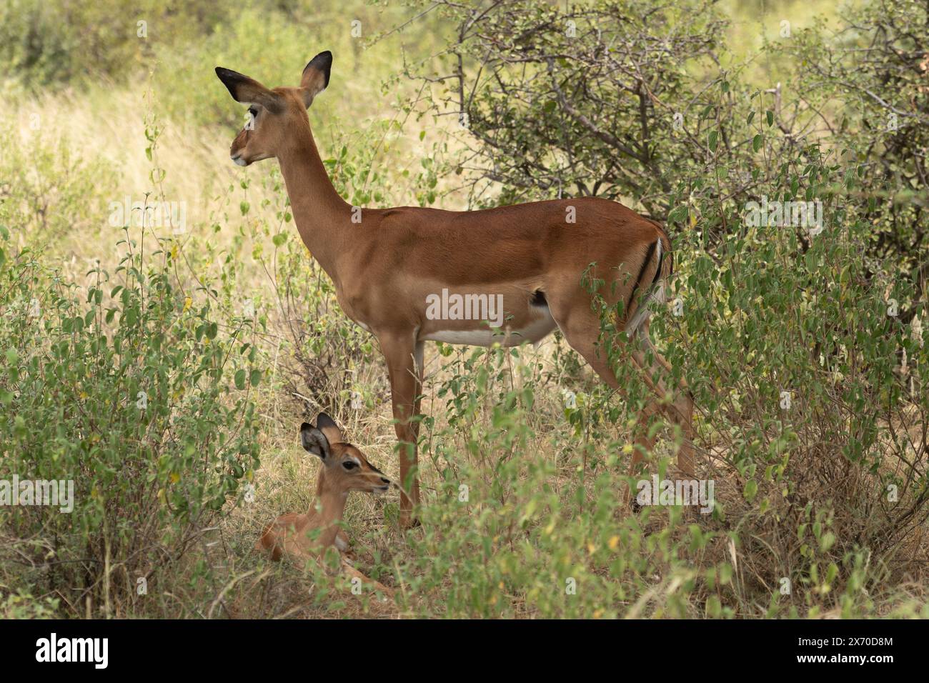 Gazelle gerenuk ou girafe, Litocranius walleri, Bovidae, Buffalo Spring Reserve, Samburu National Reserve, Kenya, Afrique Banque D'Images