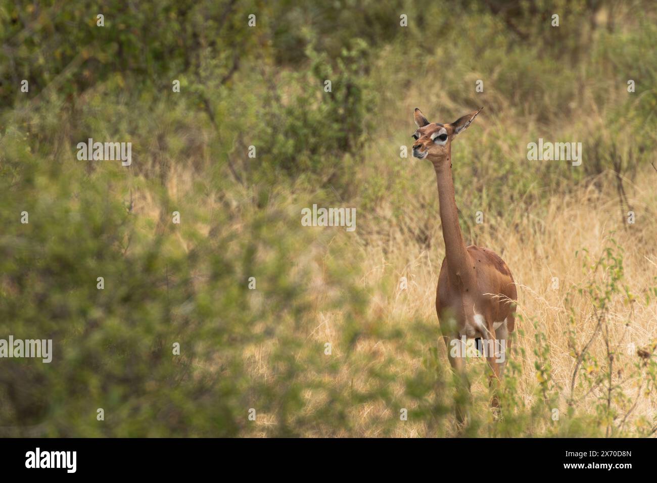 Gazelle gerenuk ou girafe, Litocranius walleri, Bovidae, Buffalo Spring Reserve, Samburu National Reserve, Kenya, Afrique Banque D'Images