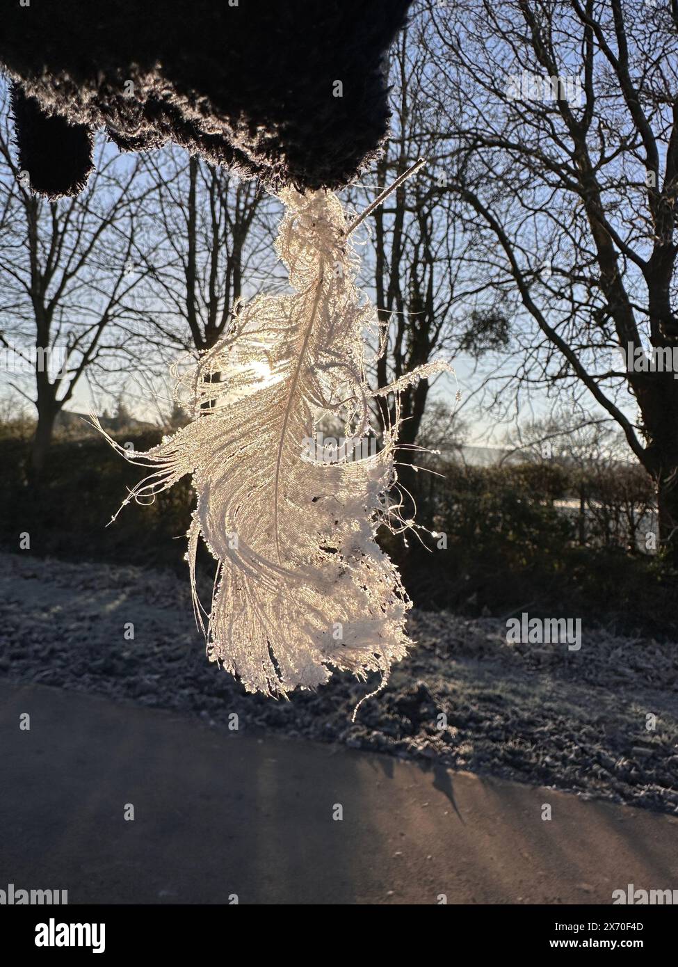 Une vue rapprochée d'une plume givrée au-dessus de briller dans la lumière du soleil Banque D'Images