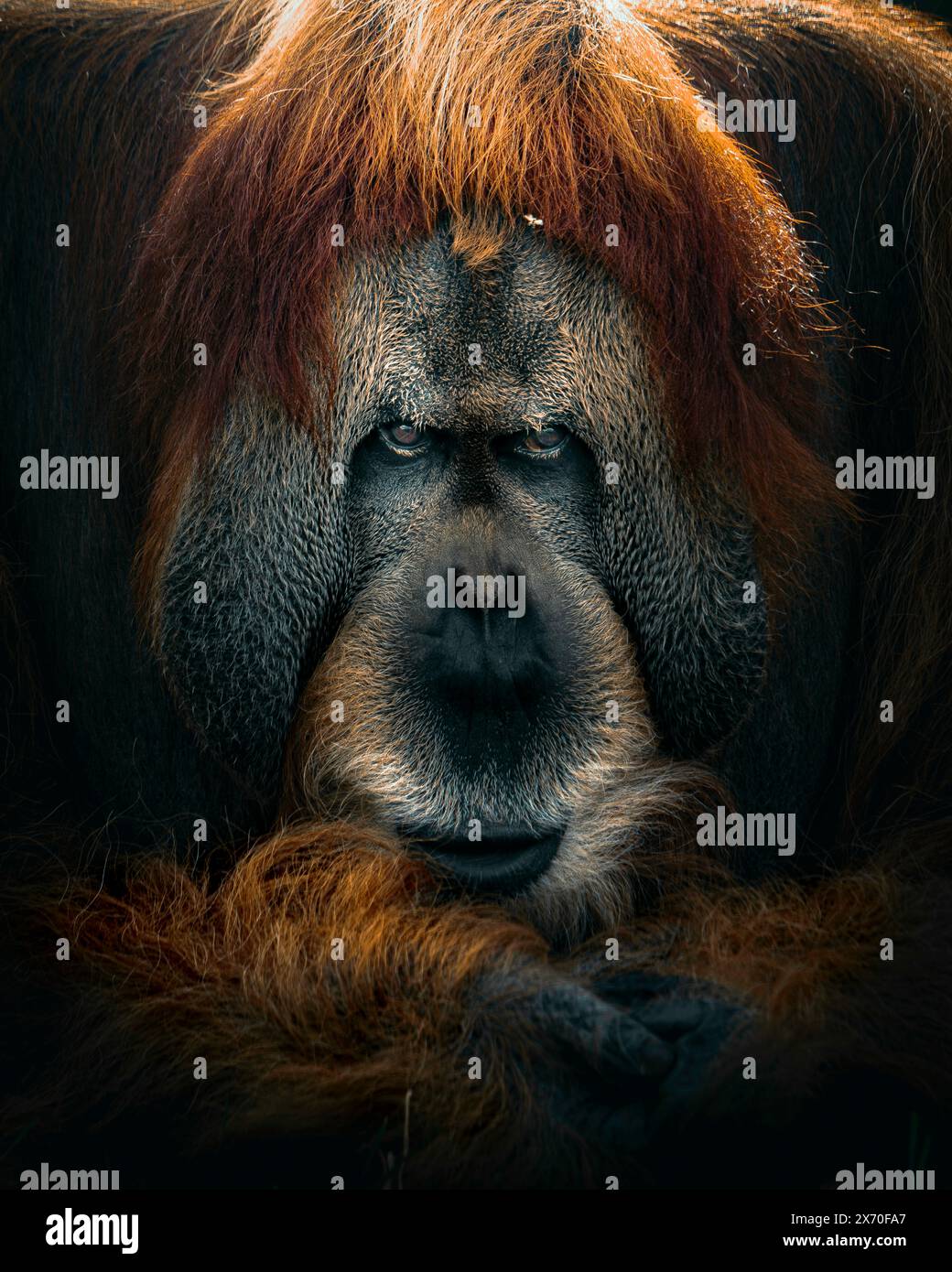 orang-outan en colère Banque D'Images