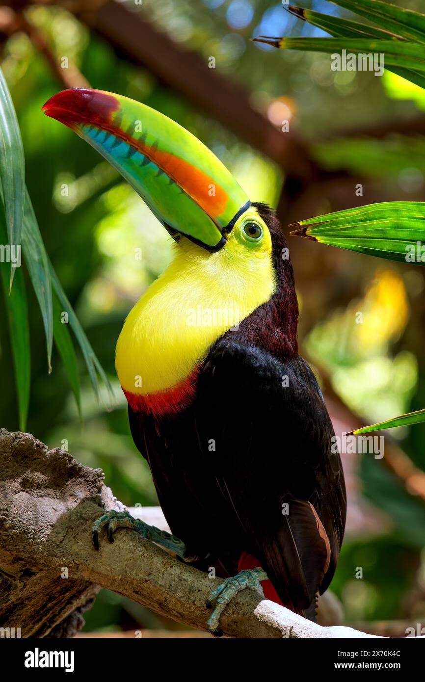 Gros plan d'un toucan à bec de Keel à Guanacaste, Costa Rica Banque D'Images