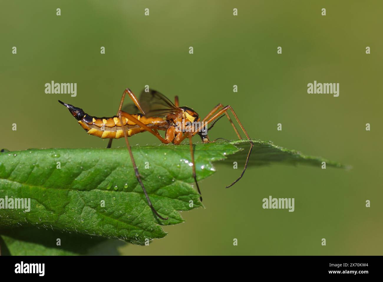 Gros plan mouche grue femelle Ctenophora pectinicornis, famille Tipulidae sur une feuille. Jardin hollandais, printemps, mai Banque D'Images