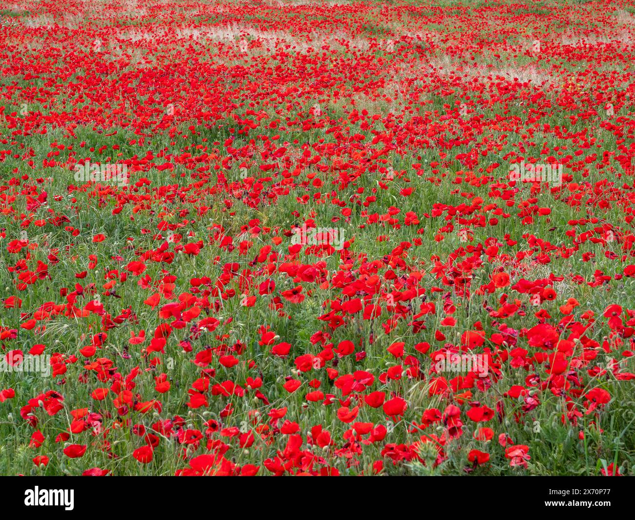 Anzac fond. Jour du souvenir, Mémorial en Nouvelle-Zélande, Australie, Canada et Grande-Bretagne. Chiots rouges. Jour commémoratif de l'Armistice, jour de l'Anzac Banque D'Images