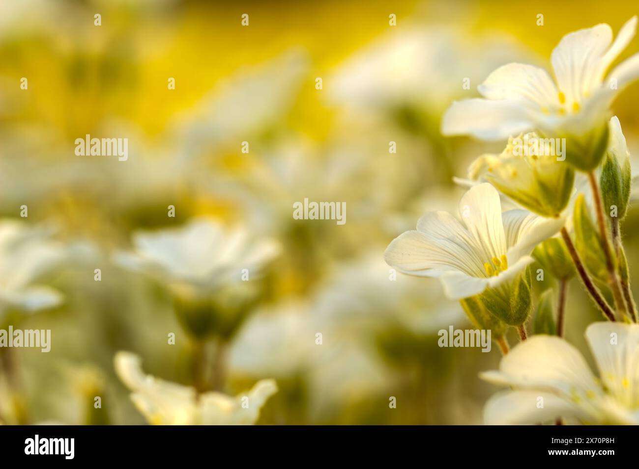 beaucoup de têtes de fleurs blanches se rapprochent par une journée d'été ensoleillée, photographiées sur le fond jaune ensoleillé, l'espace texte ou copie, modèle de fond Banque D'Images