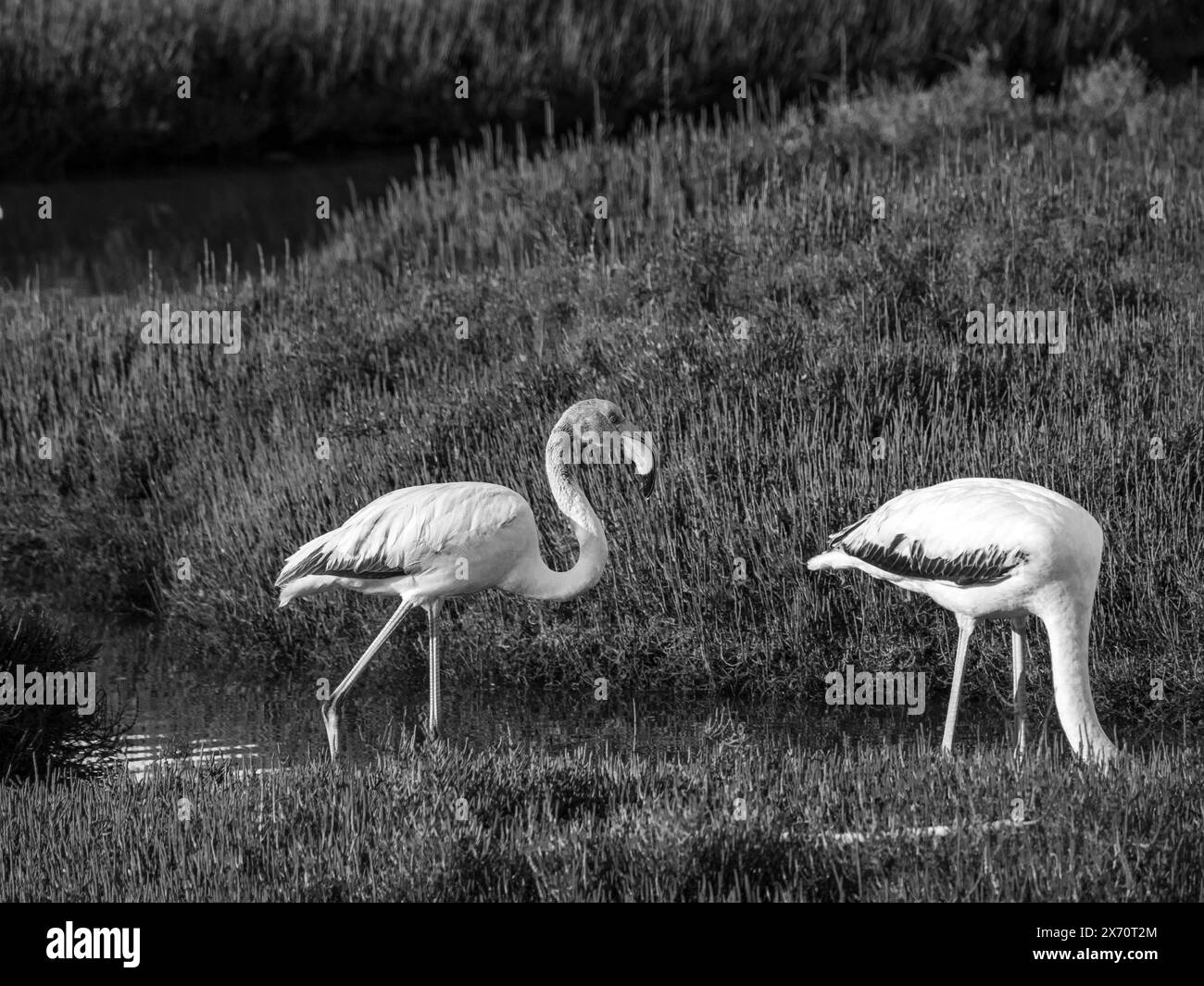 Scène des animaux sauvages de la nature. Flamingo dans l'habitat naturel. Bel oiseau d'eau. Grand oiseau rose Grand Flamingo, Phoenicopterus ruber, dans l'eau, Banque D'Images