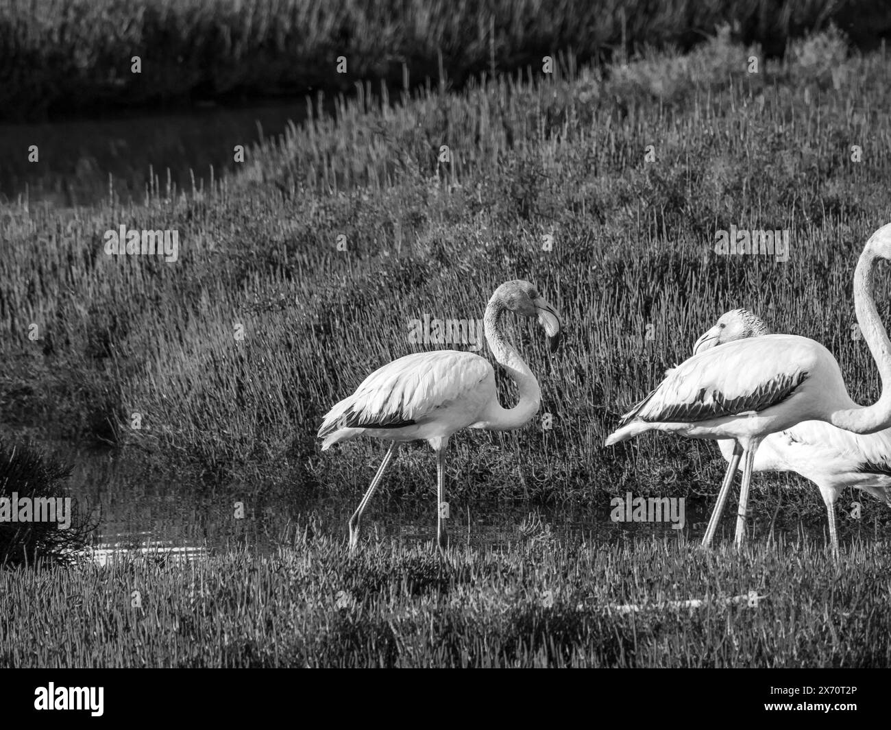 Scène des animaux sauvages de la nature. Flamingo dans l'habitat naturel. Bel oiseau d'eau. Grand oiseau rose Grand Flamingo, Phoenicopterus ruber, dans l'eau, Banque D'Images