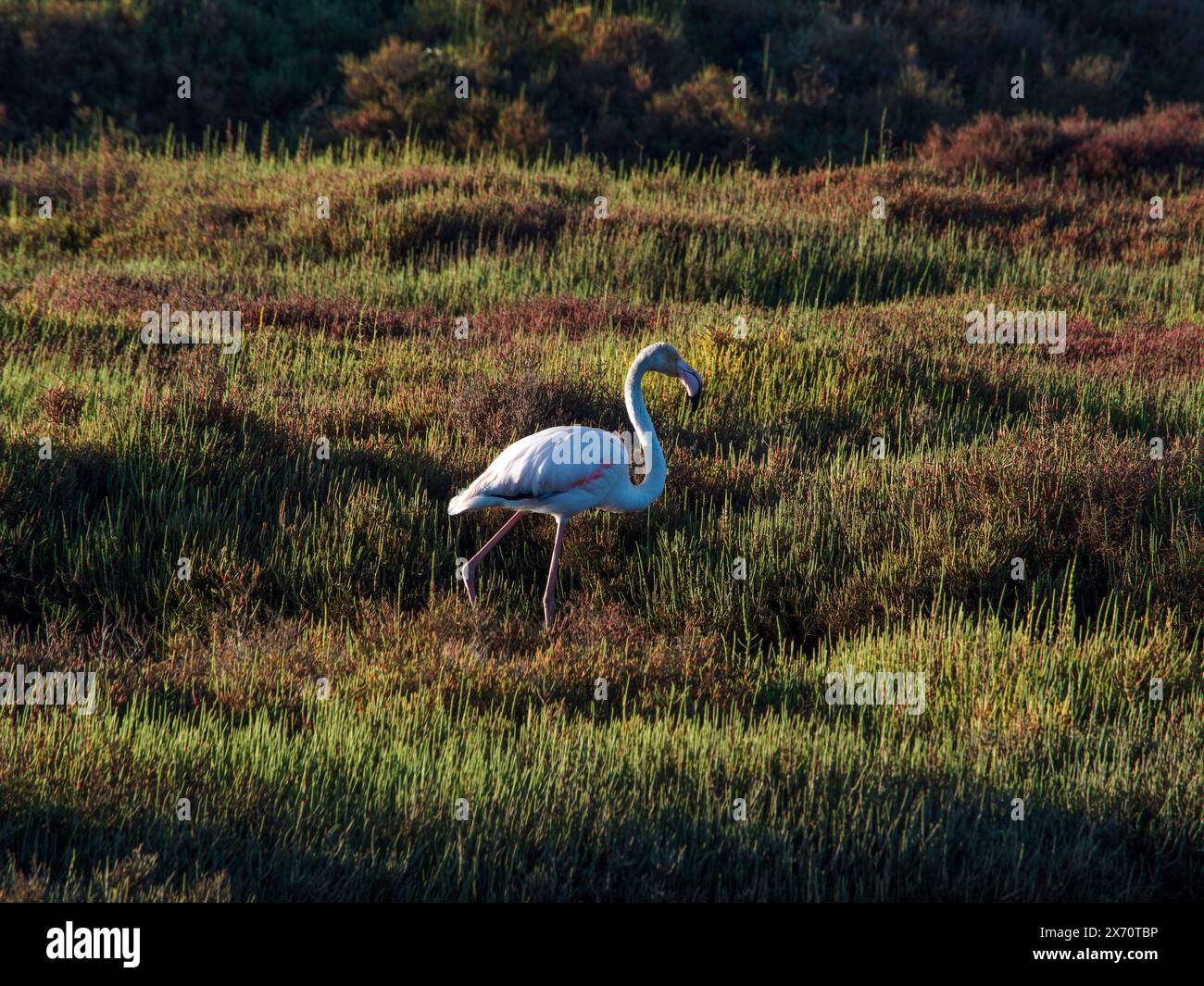 Scène des animaux sauvages de la nature. Flamingo dans l'habitat naturel. Bel oiseau d'eau. Grand oiseau rose Grand Flamingo, Phoenicopterus ruber, dans l'eau, Banque D'Images