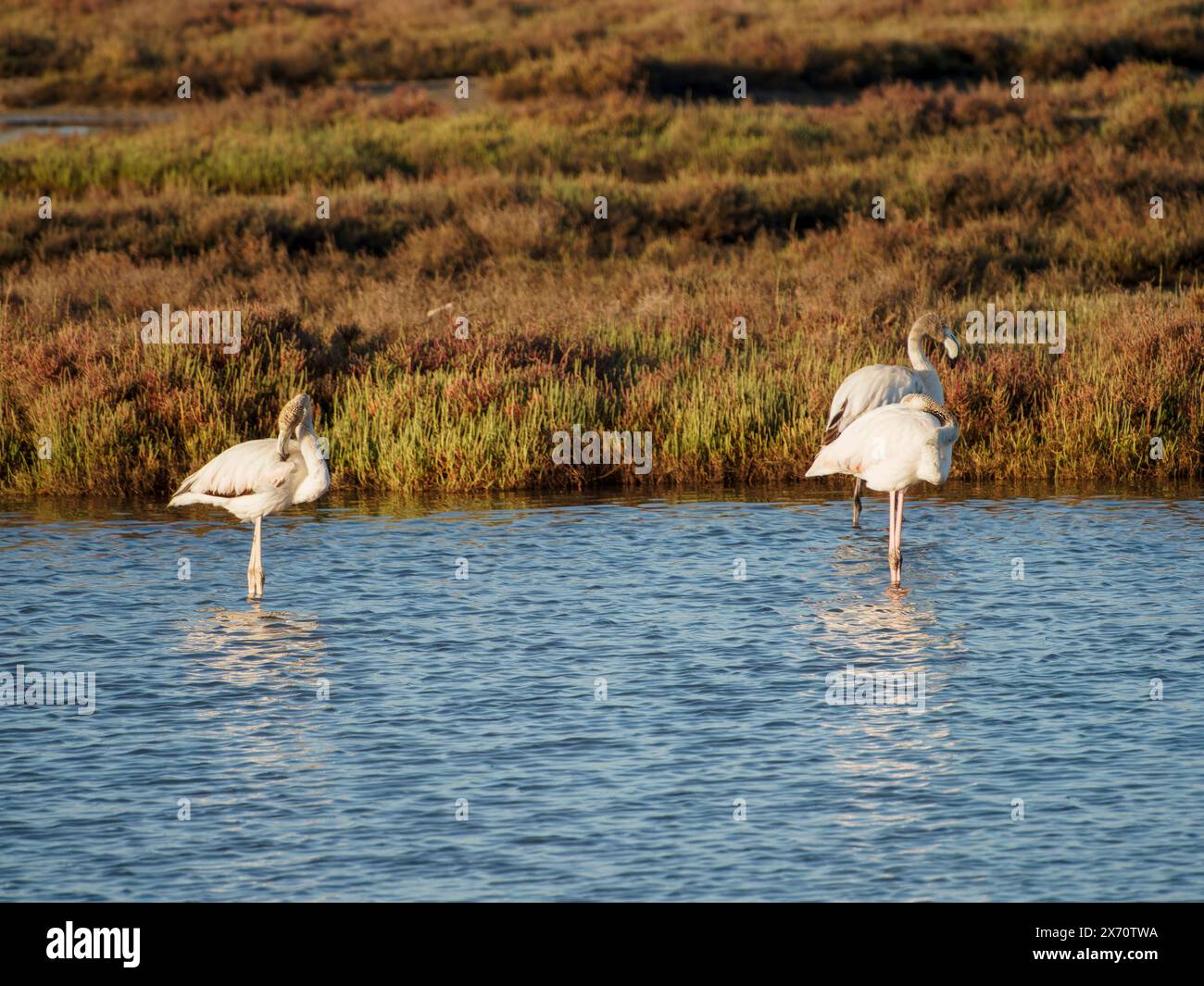 Scène des animaux sauvages de la nature. Flamingo dans l'habitat naturel. Bel oiseau d'eau. Grand oiseau rose Grand Flamingo, Phoenicopterus ruber, dans l'eau, Banque D'Images