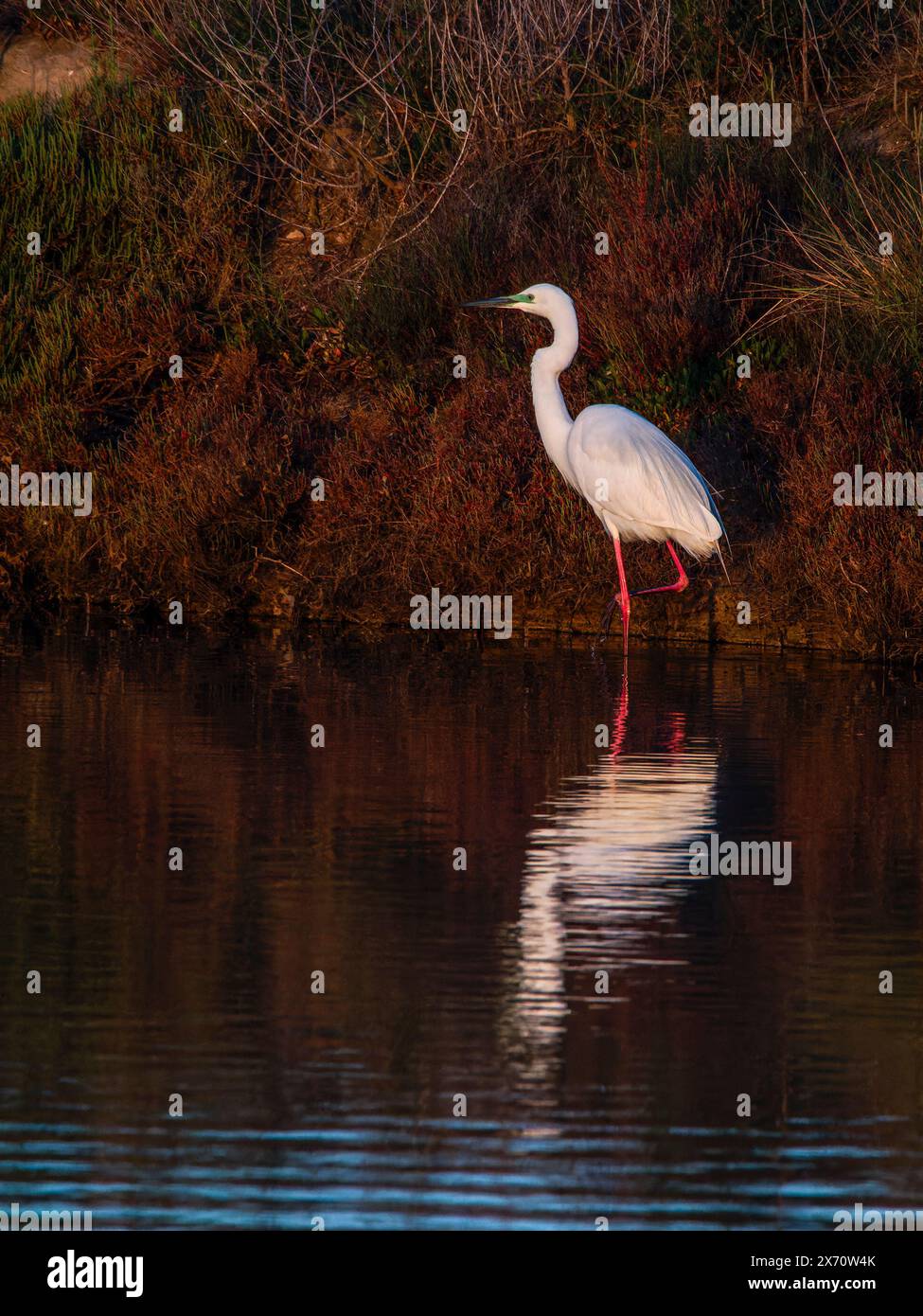 Grande gorge (Ardea alba) également connue sous le nom d'aigrette commune. Petite Aigrette (Egretta garzetta) petite Aigrette, Aigrette enneigée volant au-dessus de l'eau. Banque D'Images