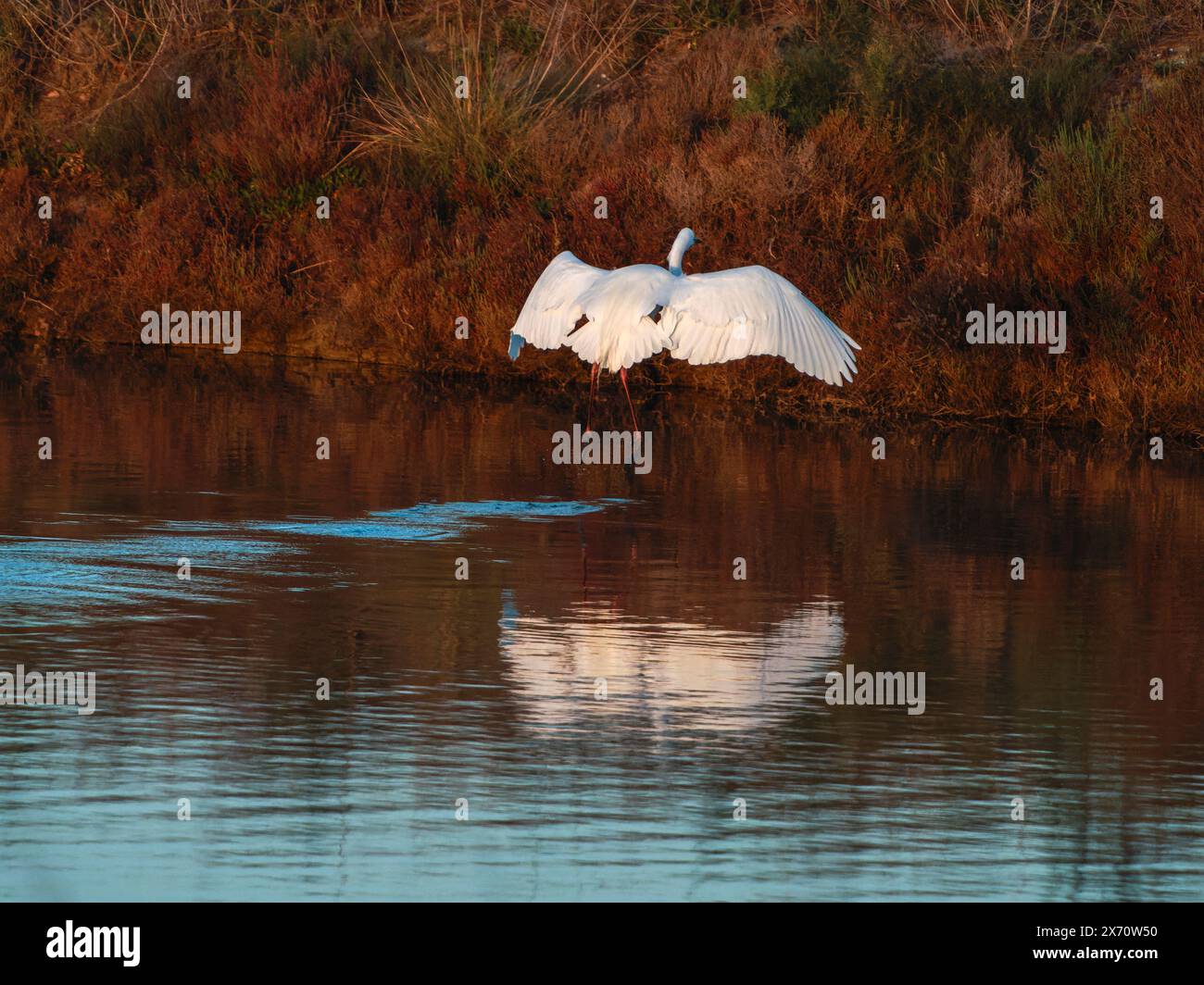 Grande gorge (Ardea alba) également connue sous le nom d'aigrette commune. Petite Aigrette (Egretta garzetta) petite Aigrette, Aigrette enneigée volant au-dessus de l'eau. Banque D'Images