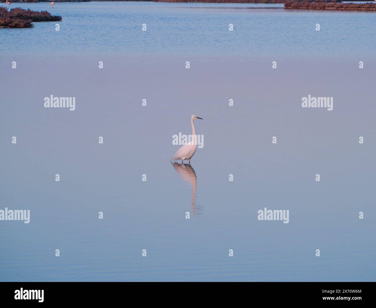 Grande gorge (Ardea alba) également connue sous le nom d'aigrette commune. Petite Aigrette (Egretta garzetta) petite Aigrette, Aigrette enneigée volant au-dessus de l'eau. Banque D'Images