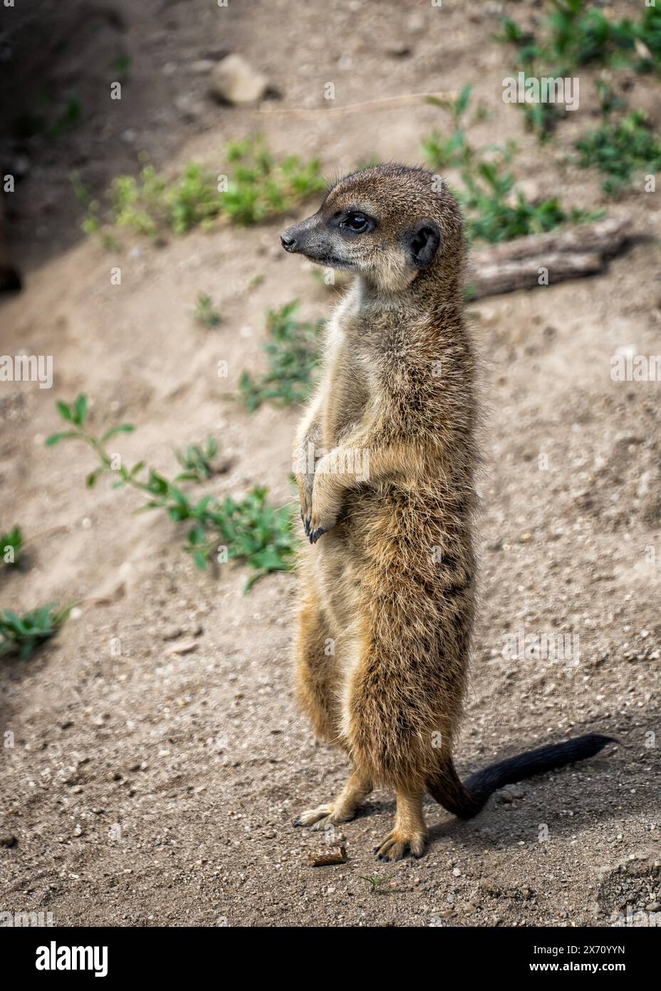 Gros plan d'une suricate sauvage debout sur sa jambe, photographiée dans un zoo animalier Banque D'Images