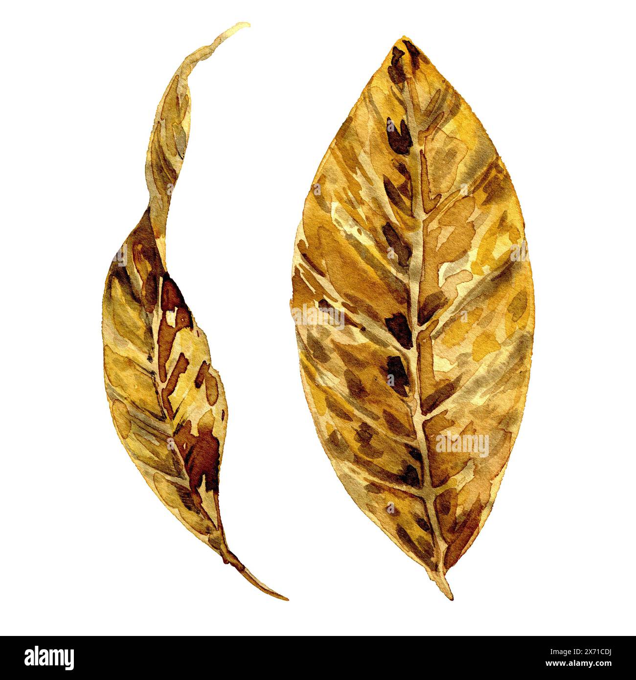 une grande feuille sèche de bois ou de tabac. Dessiné à l'aquarelle. clipart, autocollant, affiche Banque D'Images une grande feuille sèche de bois ou de tabac. Dessiné à l'aquarelle. clipart, autocollant, affiche Banque D'Images
