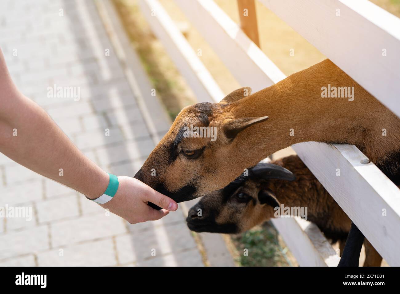 Un garçon nourrit une herbe de mouton camerounaise brune dans un zoo pour enfants. Soyez plus proche des animaux et de la nature. Gros plan Banque D'Images