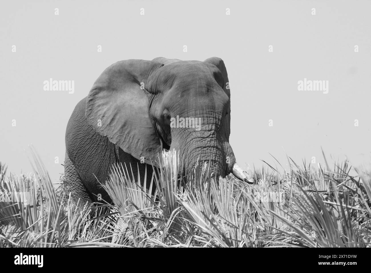 Éléphant. Loxodonta Africana. Études en noir et blanc Banque D'Images