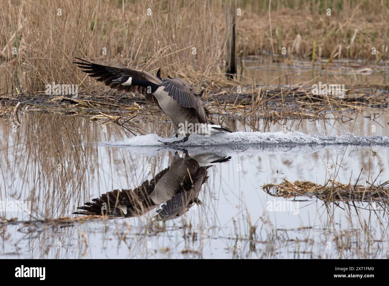 L'oie du Canada (Branta canadensis) arrive sur terre sur l'eau Norfolk mars 2024 Banque D'Images