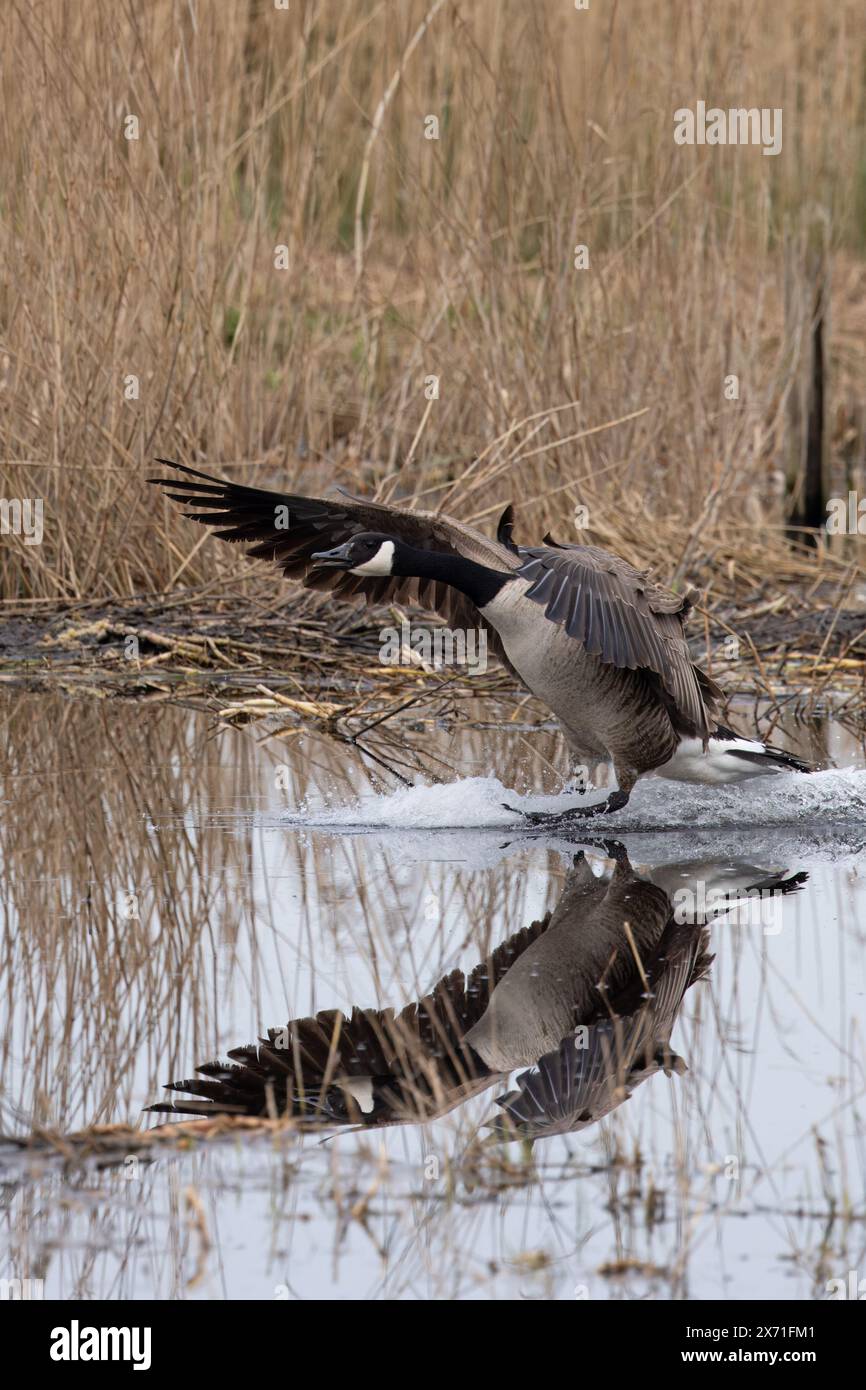 L'oie du Canada (Branta canadensis) arrive sur terre sur l'eau Norfolk mars 2024 Banque D'Images