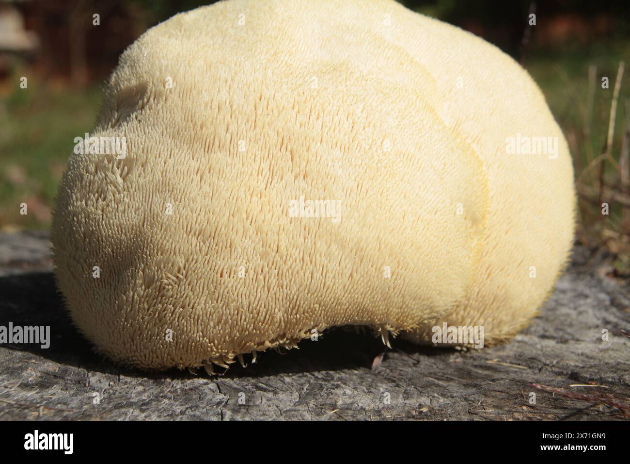 Virginie, États-Unis gros plan d'un champignon Hericium erinaceus (crinière du lion), fraîchement récolté. Banque D'Images