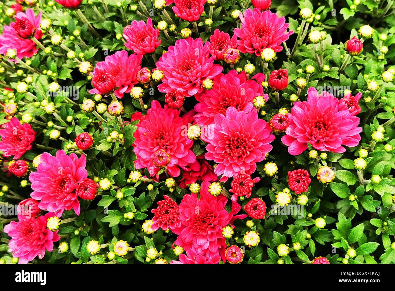 texture de fleurs de chrysanthème comme fond naturel très agréable Banque D'Images