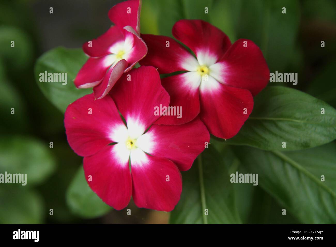 Gros plan d'une plante de Vinca rouge en fleurs Banque D'Images