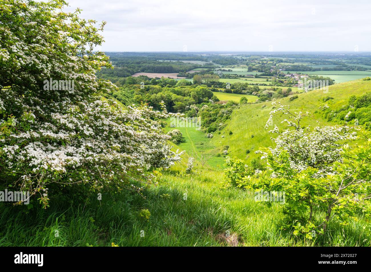 Le Devil's pétrissage traverse la vallée sèche dans la réserve naturelle nationale de Wye dans le paysage national du Kent, avec de l'herbe verte luxuriante et des arbres. Banque D'Images