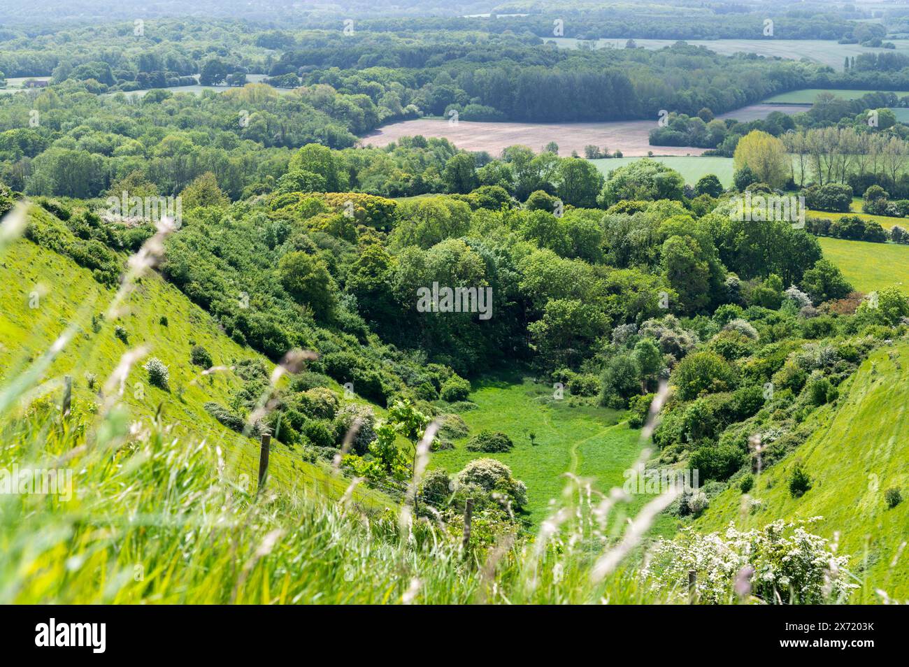 Le Devil's pétrissage traverse la vallée sèche dans la réserve naturelle nationale de Wye dans le paysage national du Kent, avec de l'herbe verte luxuriante et des arbres. Banque D'Images