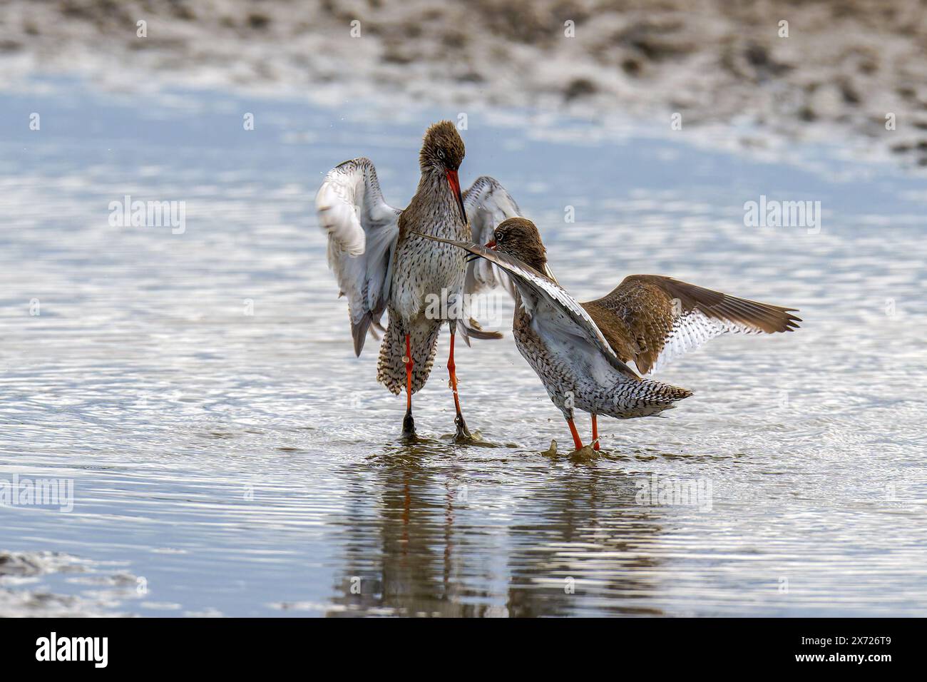 Paire de Redshanks-Tringa totanus afficher la cour. Banque D'Images