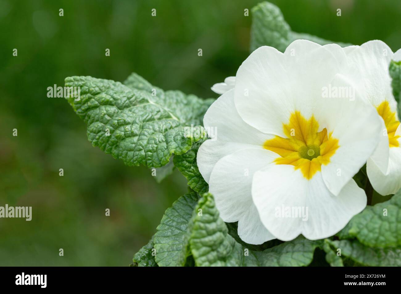 Primevre blanche avec espace de copie. Banque D'Images