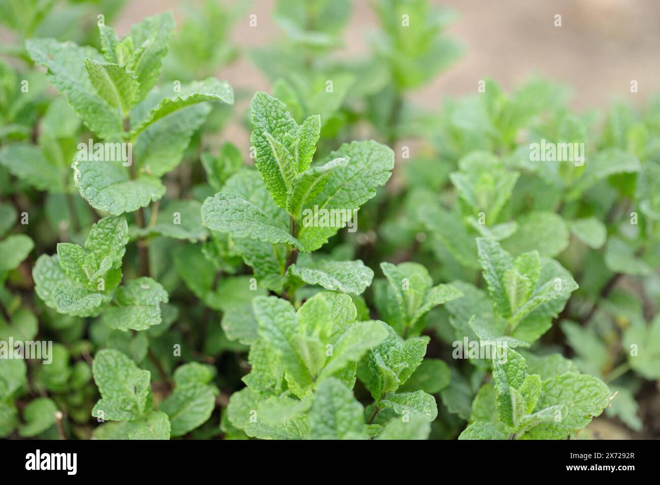 Pousses de menthe marocaine (genre mentha). Banque D'Images